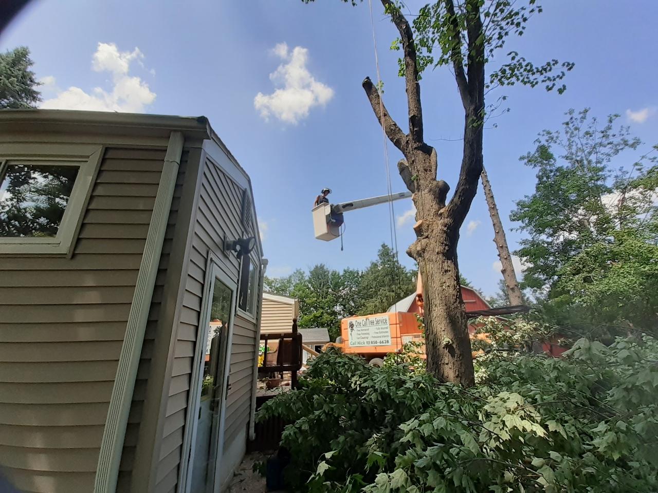 One Call Tree Service Fenton Michigan Tree Removal