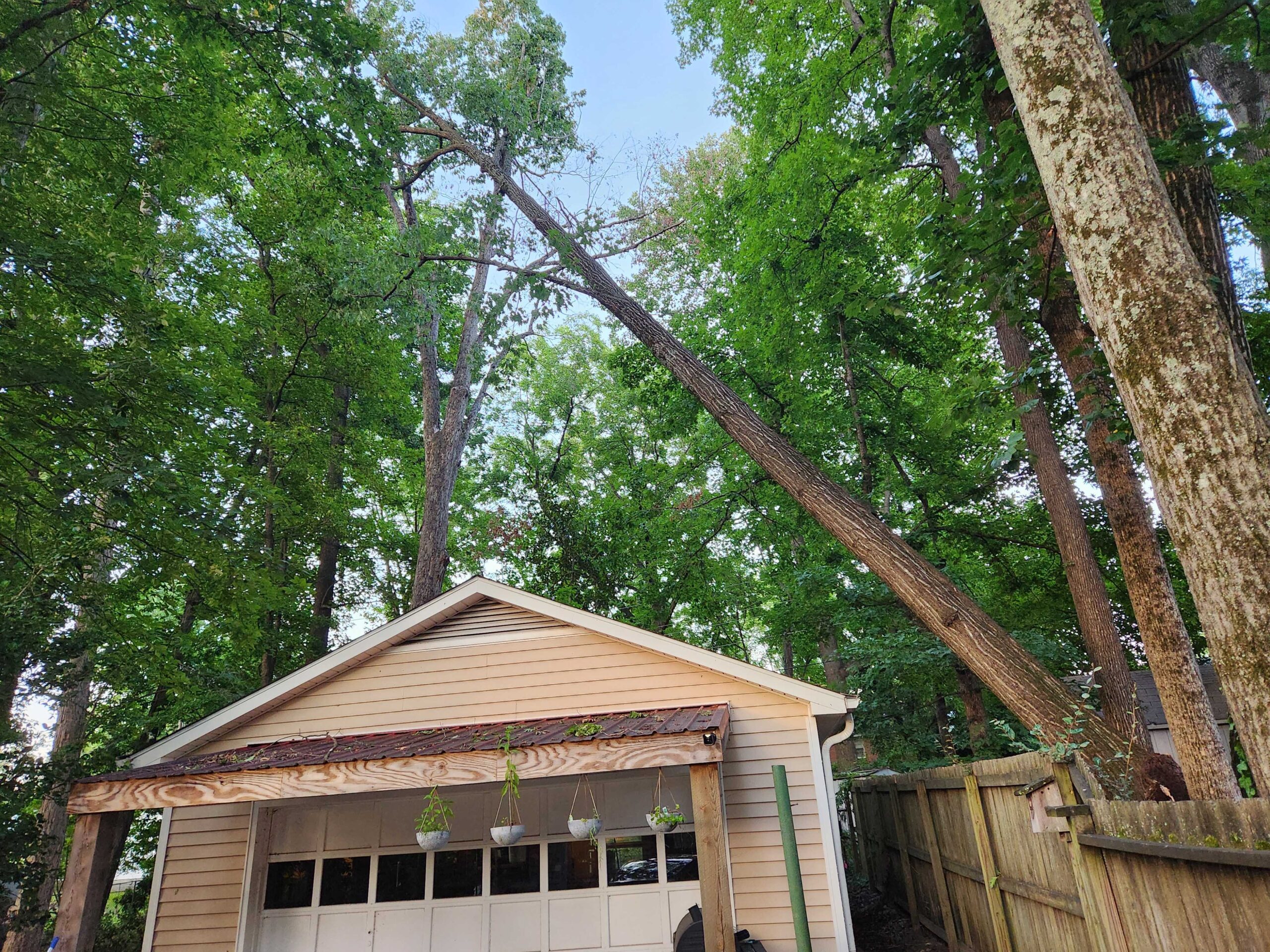 Leaning Tree Over House Michigan Tree Removal One Call Tree Service