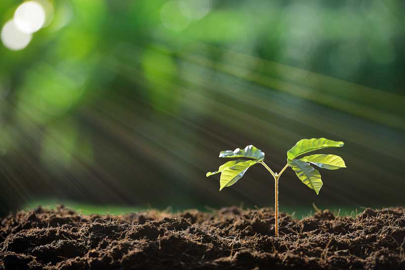 Proper Tree Planting in Michigan