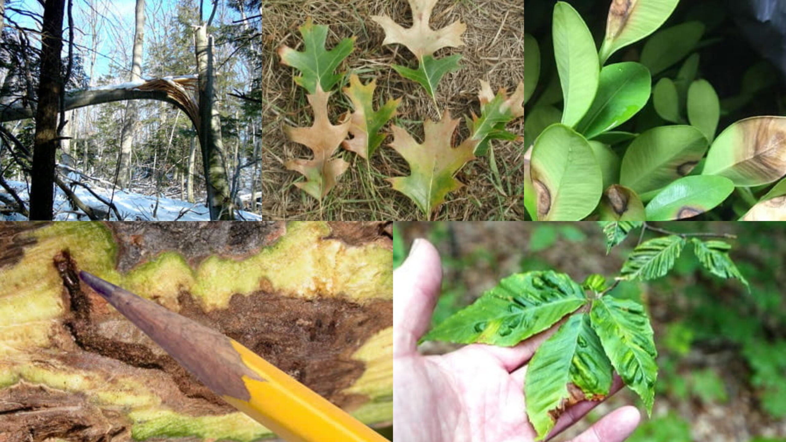 Michigan Tree Diseases: Identification & Treatment Tips