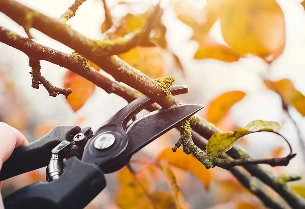 Mid Michigan Tree Pruning