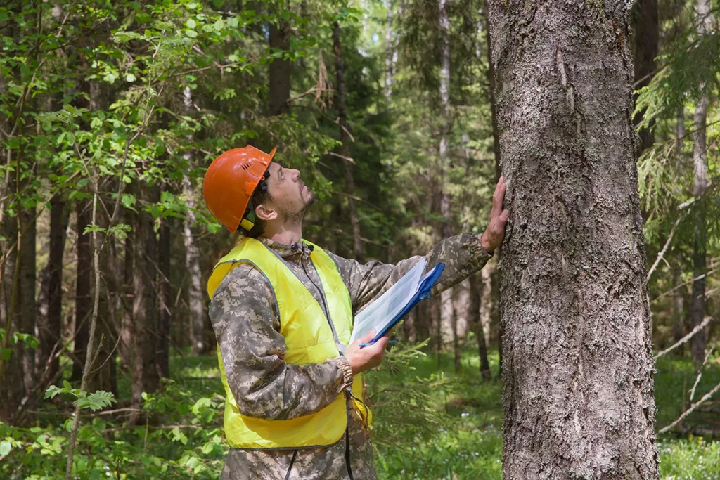 Mid Michigan Tree Risk Assessment